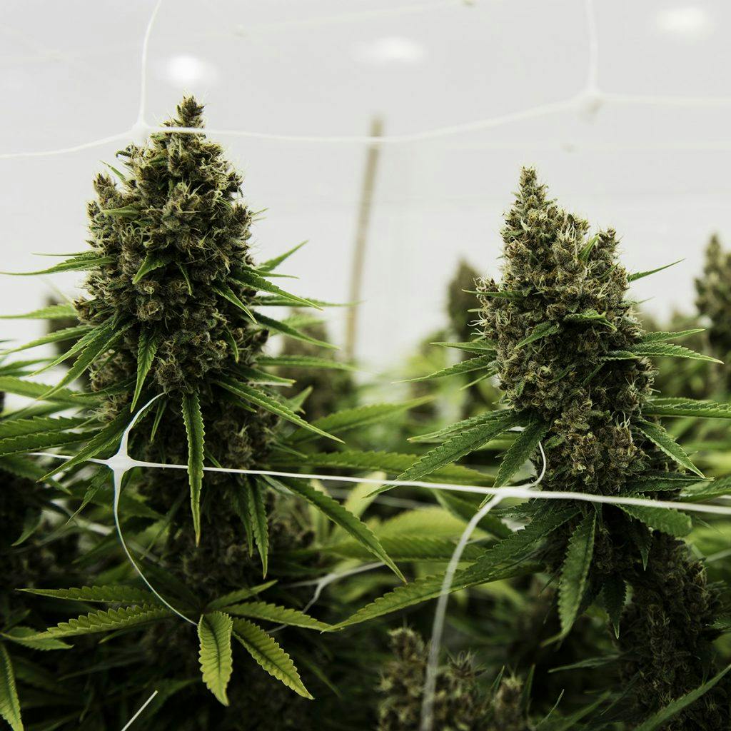 4/20 Weed Deals in Oregon: Electric Lettuce - Portland